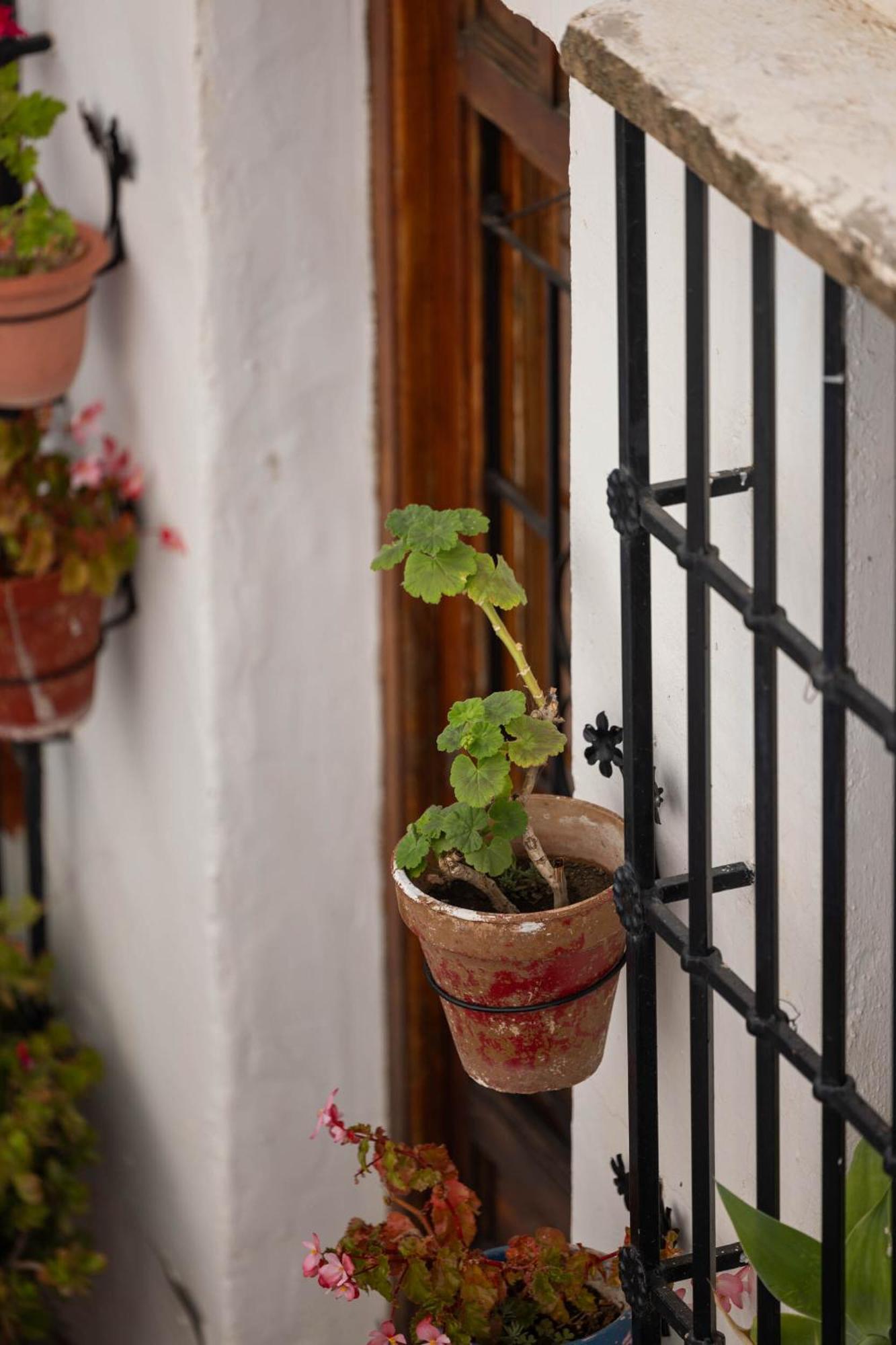 Olive & Ivy Guesthouse Canillas de Aceituno Esterno foto